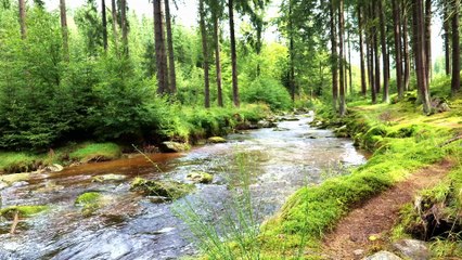Sunlit Forest River Sounds | Gentle Stream  for Positive Energy & Focus