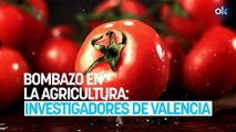 Bombazo en la agricultura: investigadores de Valencia crean un spray que hace al tomate más resistente a la sequía