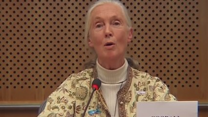Jane Goodall, la etóloga que se comunicaba con los chimpancés
