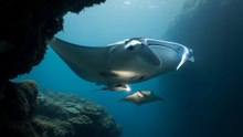 Mind of a Primate, Body of a Fish: The Manta Ray Has the Ocean's Highest EQ