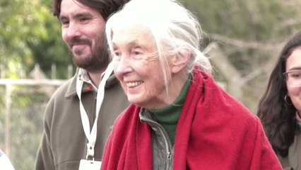 '침팬지의 어머니' 제인 구달 박사 별세...평생 동물 행동 연구 전념 / YTN