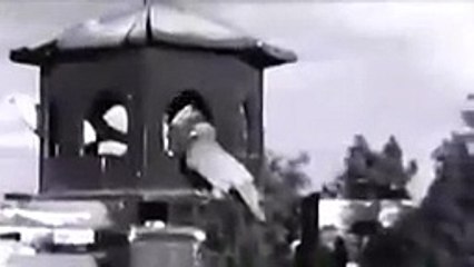 فيلم ارضنا الخضراء ماجده