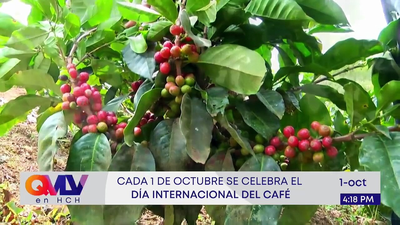 En Vivo (8088)