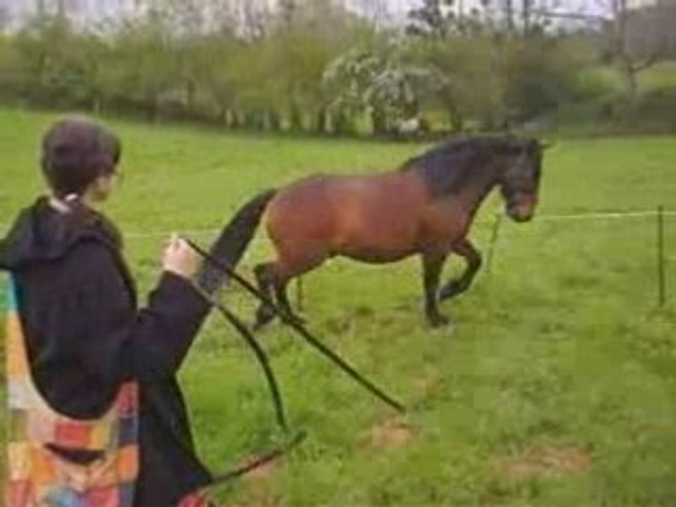 Tiprince travaille en longe