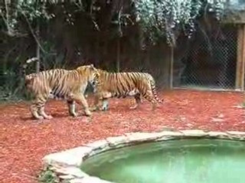 TIGRE au zoo de st jean cap ferrat