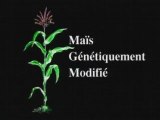 MGM : Maïs Génétiquement Modifié