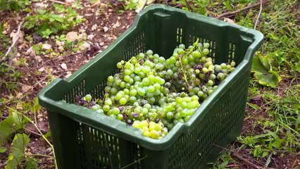 Help We Bought a Village S04E23