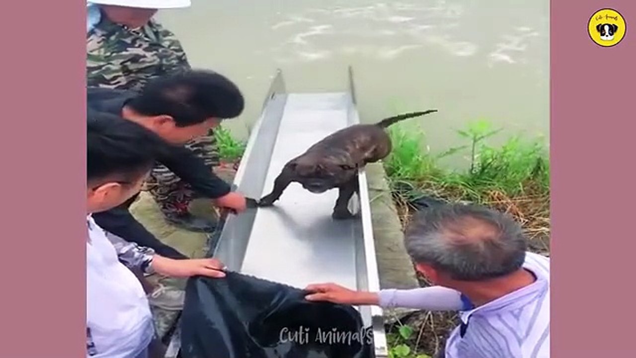 Funny Animals Compilation 2025 Best Funny Pets and Hilarious Animal Moments Try Not to Laugh