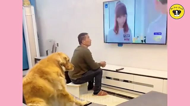 Funny Animals Compilation 2025 Best Crazy Animal Videos and Cute Pet Reactions Try Not to Laugh