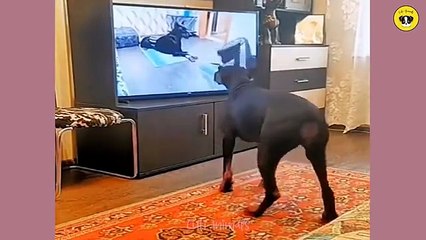 Funny Animals Compilation 2025 Best Funny Animal Videos and Super Cute Pet Fails Try Not to Laugh
