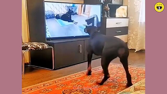 Funny Animals Compilation 2025 Best Funny Animal Videos and Super Cute Pet Fails Try Not to Laugh