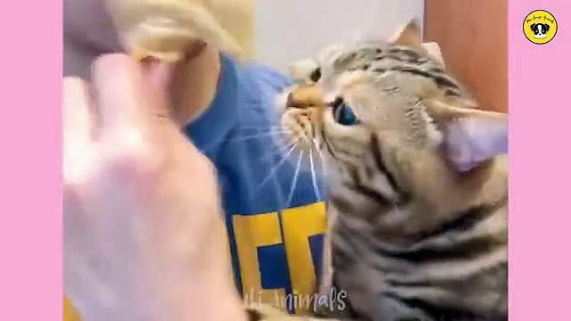 Funny Animals Compilation 2025 Best Pet Reactions and Funny Animal Fails Challenge Try Not to Laugh