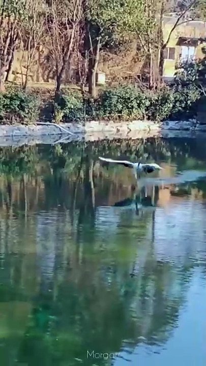 Funny Animals Compilation 2025 Best Funny Animal Fails and Cute Pet Reactions Try Not to Laugh