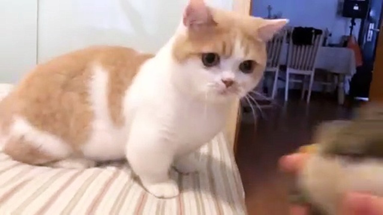 Animal funny video try not to laugh with cats dogs and pets in epic fails and silly moments