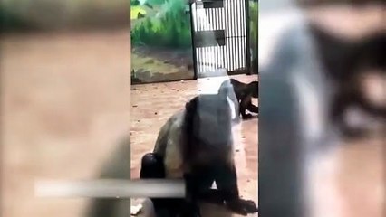 بالفيديو ذهول بين رواد مواقع التواصل الاجتماعي بسبب قرد يشبه الانسان