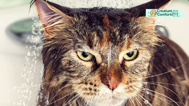 Do Cats Really Hate Water? An Expert Explains