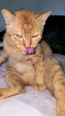 Toothless Tom my orange cats sitting like Buda grooming