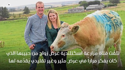 فتاة تتلقى عرض زواج عن طريق "بقرة"