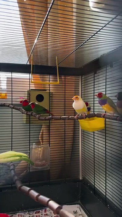 Beautiful finches aviary birds