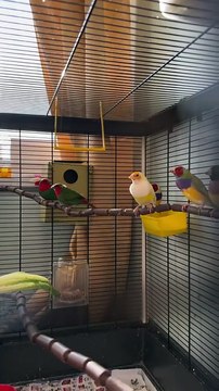 Beautiful finches aviary birds