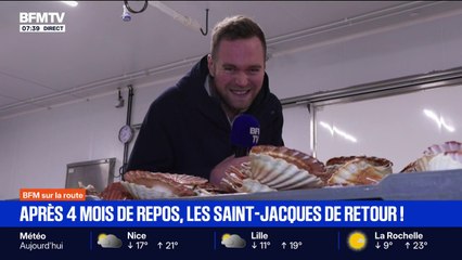 Les coquilles Saint-Jacques sont de retour