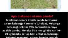 🍃 Makanan utama panda adalah bambu