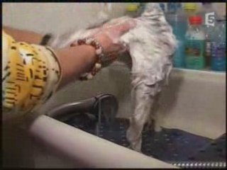 Jamais Sans Mes Chats - Partie 1