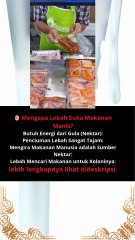 🍯 Mengapa Lebah Suka Makanan Manis
