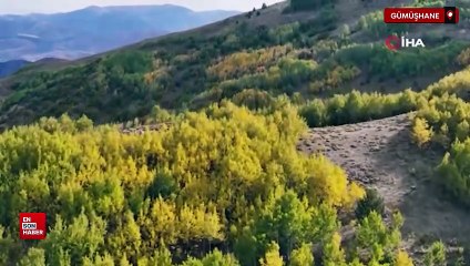 Gümüşhane'de sonbahar renkleri kendini göstermeye başladı