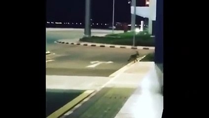 بالفيديو ذئب يتجول في مطار بيشة بالسعودية