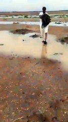 بالفيديو مواطن سعودي يصطاد الكثير من "الضبان" بسهولة بعد غرقها بسبب الامطار!