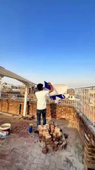 8.5 Githi Patang White and Black colour fly in the Roof #kite