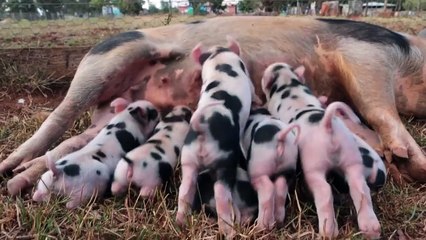 huf.ac: Animals, Health, Planet, Lifestyle, and Sustainable Living