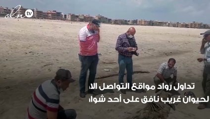 العثور على حيوان غريب نافق على أحد الشواطئ في مصر