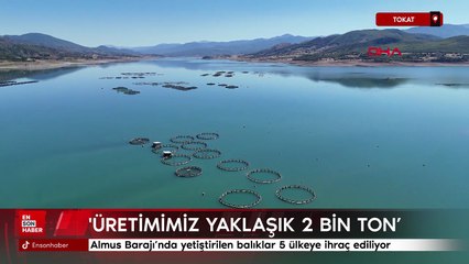 Tokat Almus Barajı’nda yetiştirilen alabalık ve somon balığı 5 ülkeye ihraç ediliyor