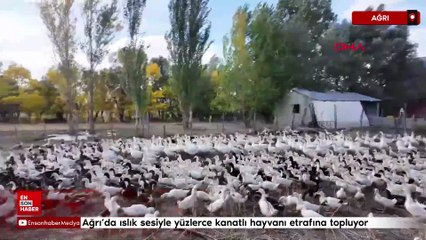 Ağrı’da ıslık sesiyle yüzlerce kanatlı hayvanı etrafına topluyor