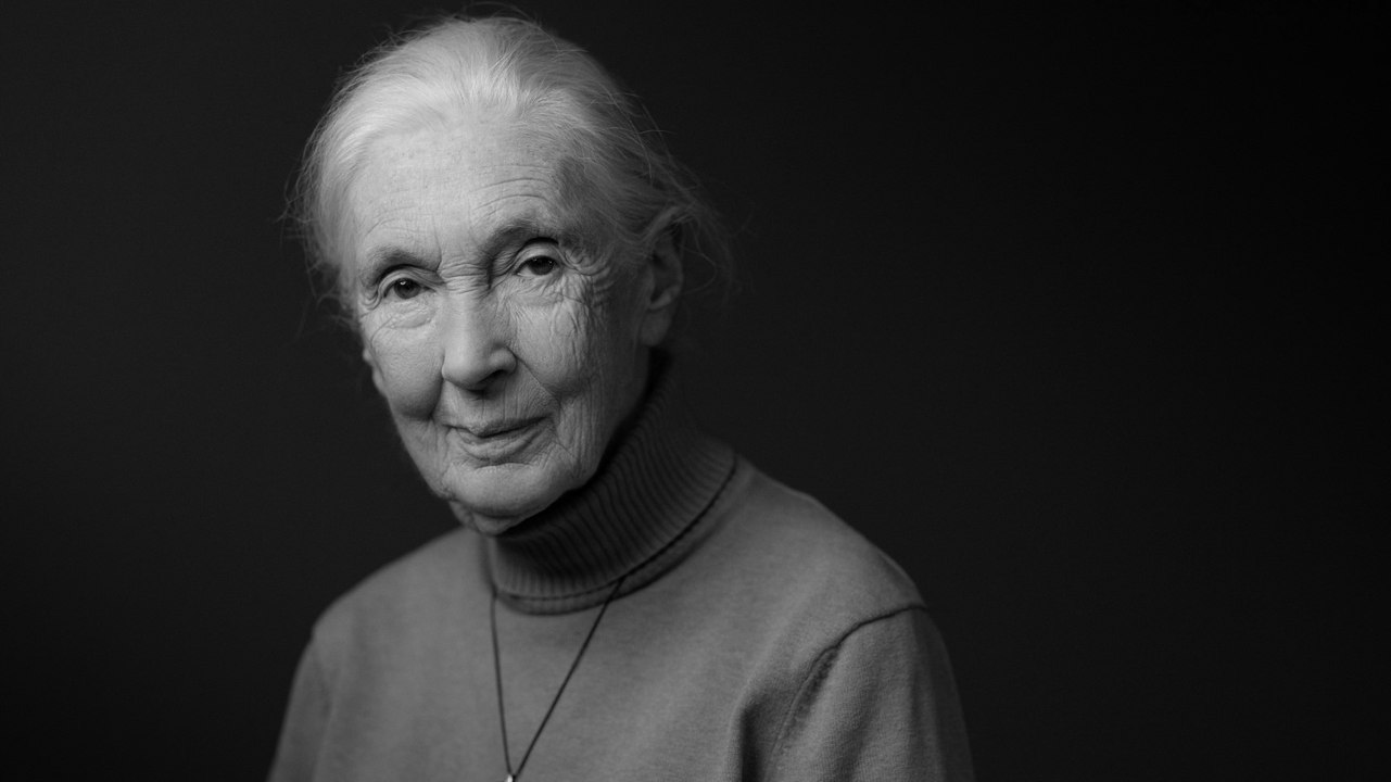 Jane Goodall ist tot: Wie sie die Primatenforschung verändert hat