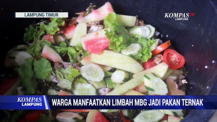 Warga Manfaatkan Limbah MBG Jadi Pakan Ternak