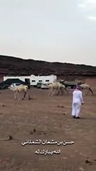بالفيديو استقبال حار من ناقة لصاحبها بعد غياب دام 3 أيام