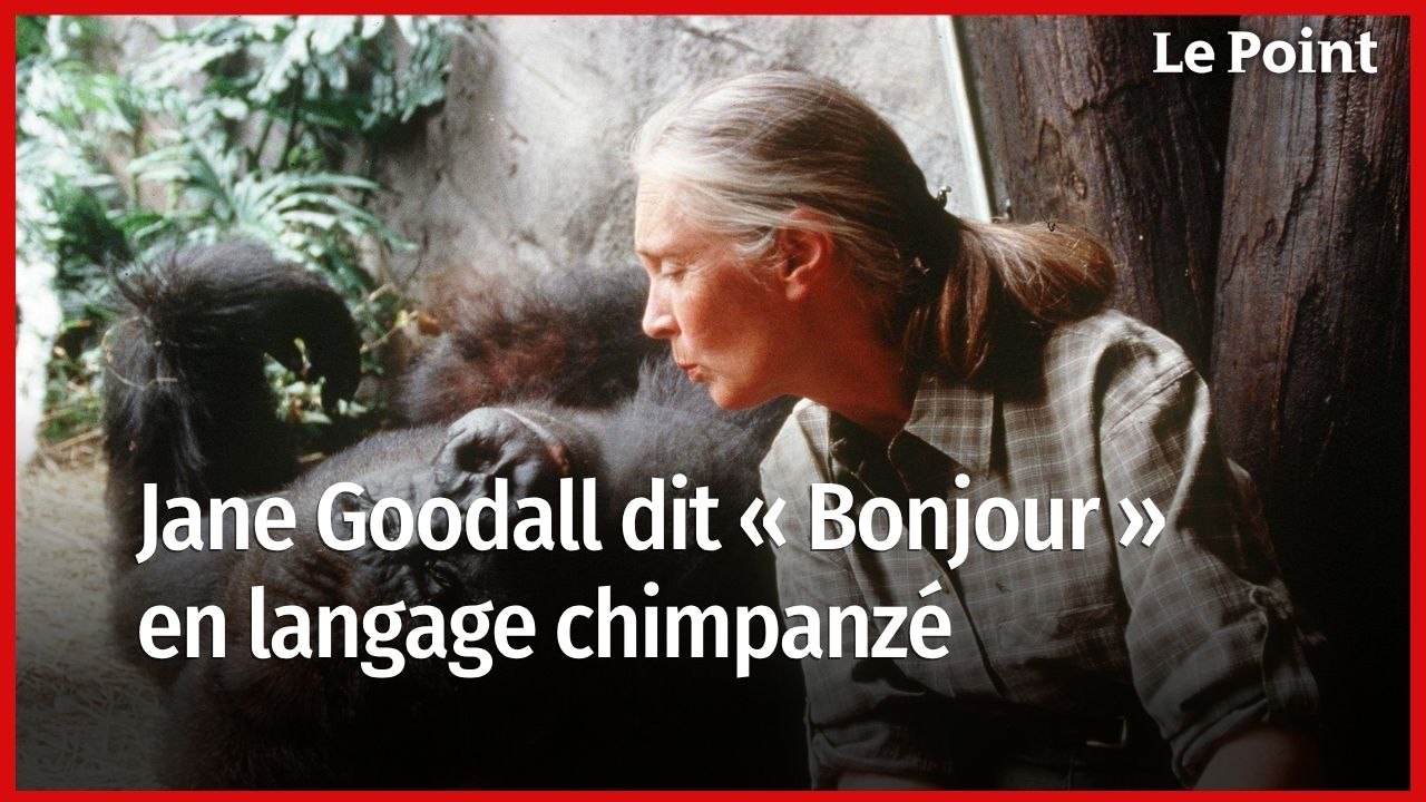 Jane Goodall dit « Bonjour » en chimpanzé