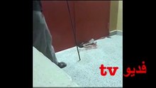 بالفيديو عامل آسيوي يقتل ثعباناً ضخماً باحدى المدارس بالسعودية