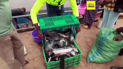 Afrique : déclin des poissons d’eau douce, un rapport alarmant du WWF