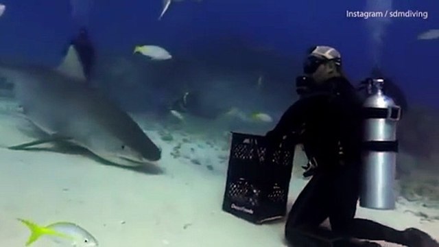 بالفيديو غواص يرقص في اعماق البحر مع سمكة قرش