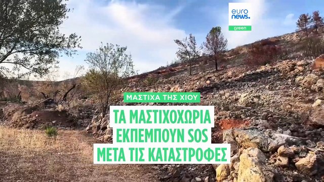Τα μαστιχοχώρια της Χίου εκπέμπουν σήμα κινδύνου μετά τις πυρκαγιές του καλοκαιριού