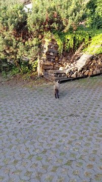 Cat Burns Calories on Her OWN Treadmill 😲🐾 #shorts #cat #funnycats #funny #viralcats #fyp #cute #gym #calories