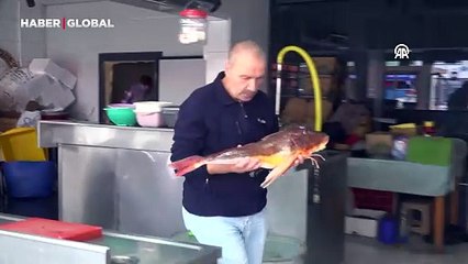 Ordu'da lezzetiyle bilinen balık tezgahları süslüyor: Fiyatı 100 liradan satışta