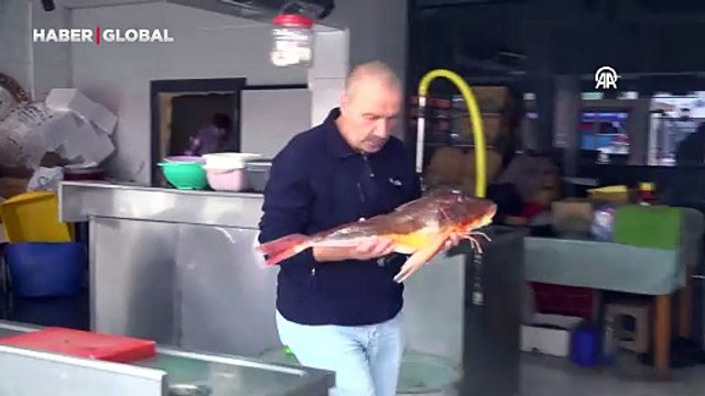 Ordu'da lezzetiyle bilinen balık tezgahları süslüyor: Fiyatı 100 liradan satışta