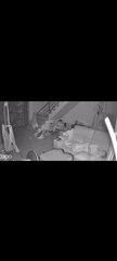 Cobra invade casa à noite e assusta moradora que dormia em sofá