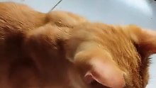 Playful Orange Cat Bounces Back!