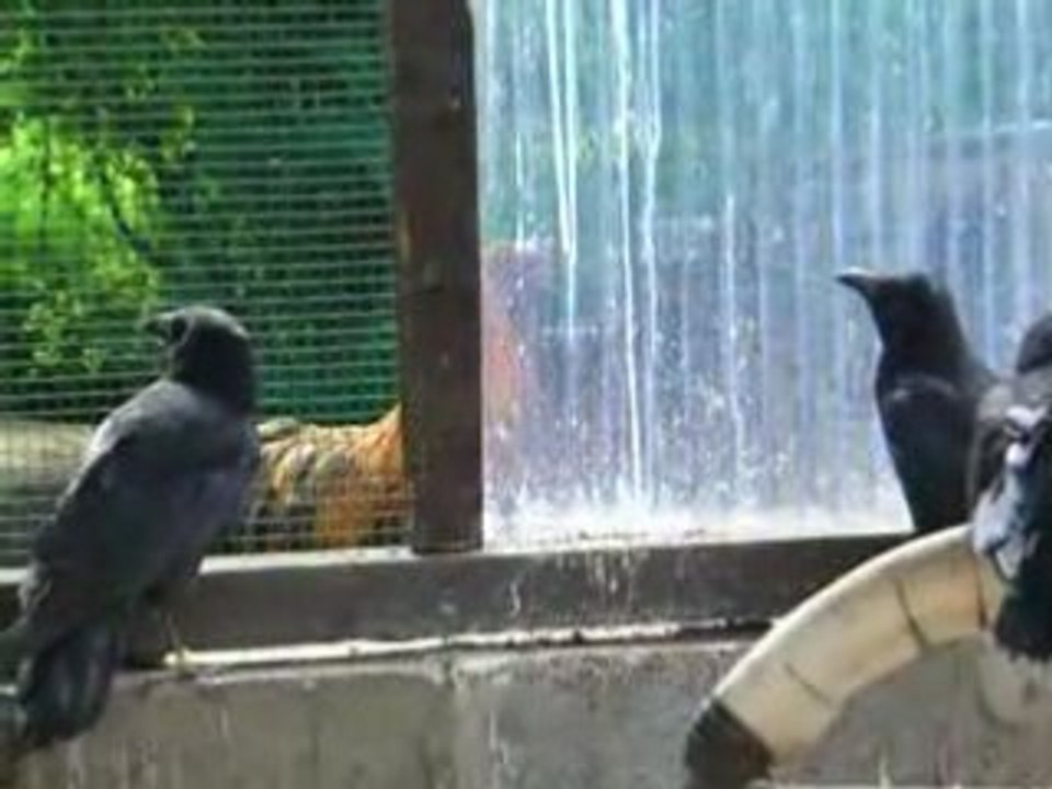 Pienut -Mistinguette-Delta et Gaia